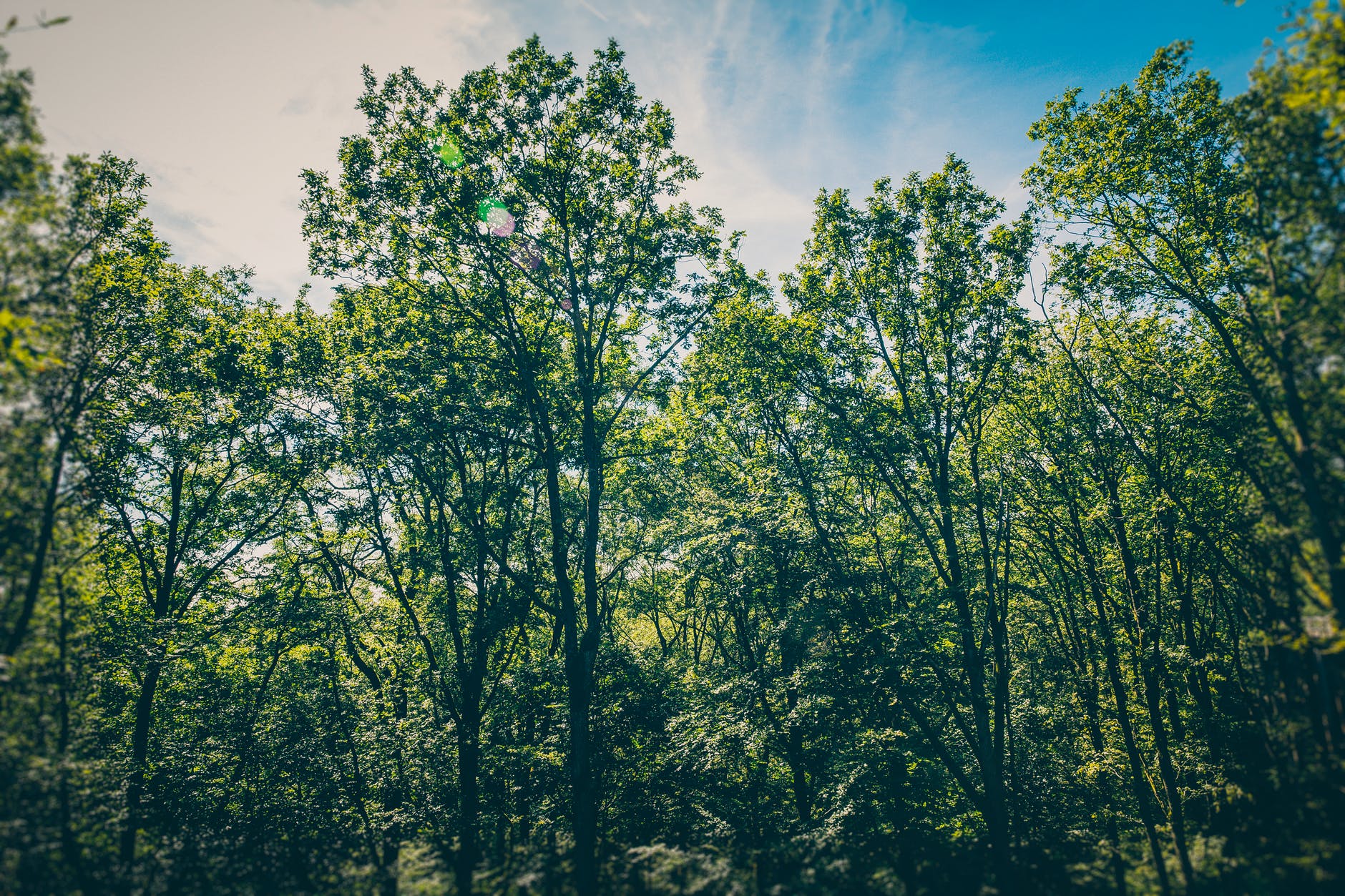 Wildlife Habitat Council Recognizes General Motors’ Ongoing Commitment  to Biodiversity and Conservation