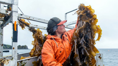 Could Seaweed Be the Key to Critical Mineral Independence?